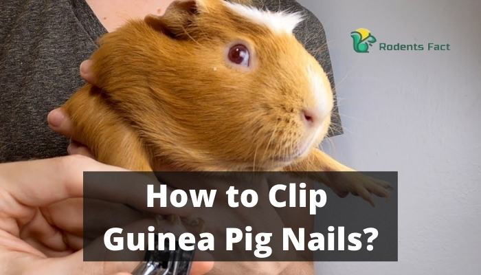 How to Clip Guinea Pig Nails