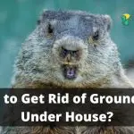 How to Get Rid of Groundhog Under House