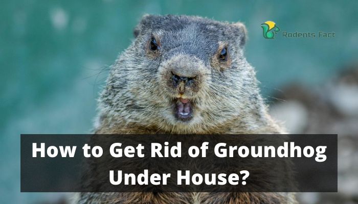 How to Get Rid of Groundhog Under House