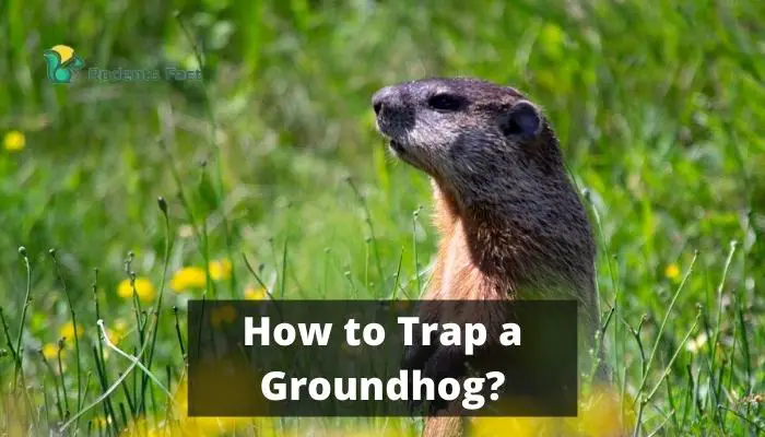 Proven Method on How to Trap a Groundhog?