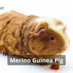 Merino Guinea Pig