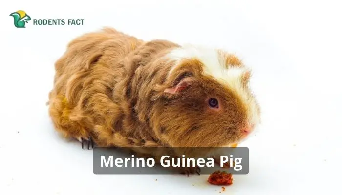 Merino Guinea Pig