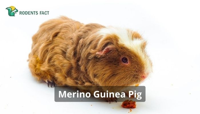 Merino Guinea Pig: Facts, History, Diet, And More | RodentsFact