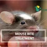 Mouse Bite Treatment