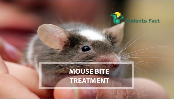 Mouse Bite Treatment