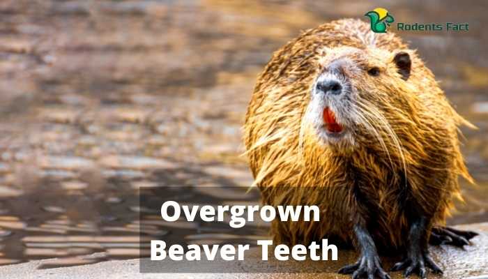 Overgrown Beaver Teeth