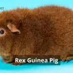 Rex Guinea Pig