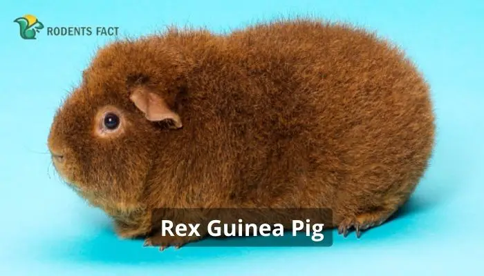 Rex Guinea Pig | Facts, History, Health Problems, and Everything
