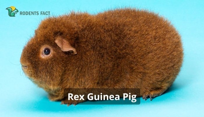 Rex Guinea Pig