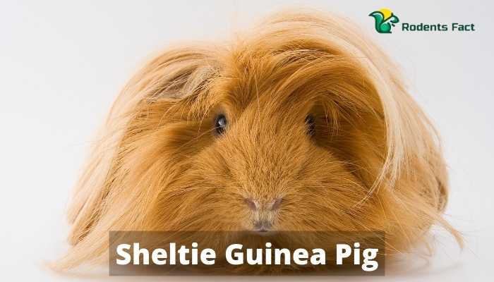 Sheltie Guinea Pig