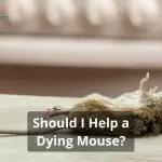 Should I Help a Dying Mouse