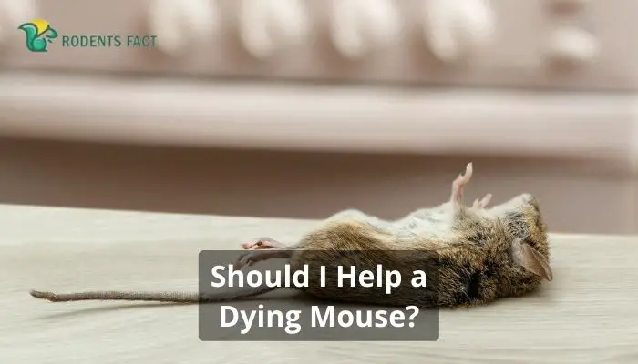 Should I Help a Dying Mouse? | How To End Their Suffering?