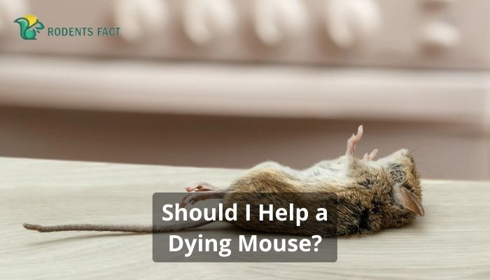 Should I Help a Dying Mouse