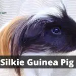 Silkie Guinea Pig