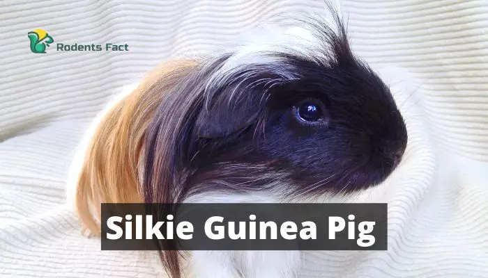  Silkie Guinea Pig