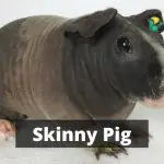 Skinny Pig
