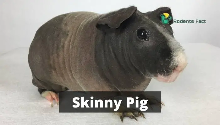 Skinny Pig | Facts, History, and Everything You Might be Excited About