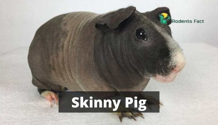 Skinny Pig