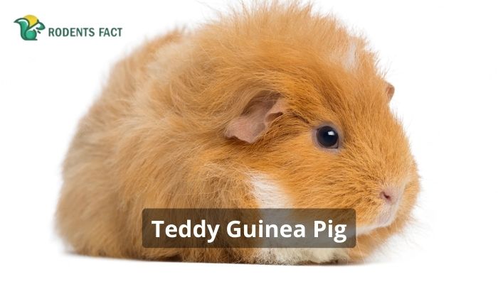 Teddy Guinea Pig