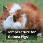 Temperature for Guinea Pigs