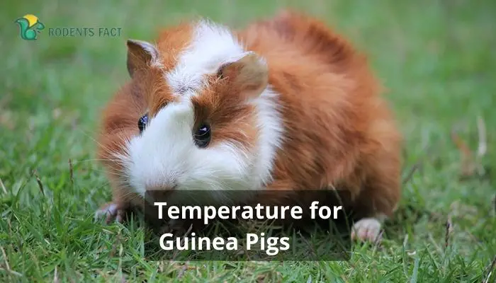 Temperature for Guinea Pigs