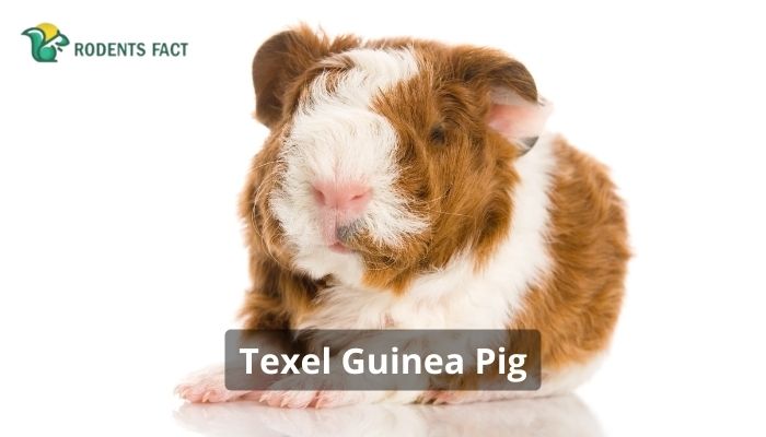 Texel Guinea Pig