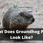 What Does Groundhog Poop Look Like