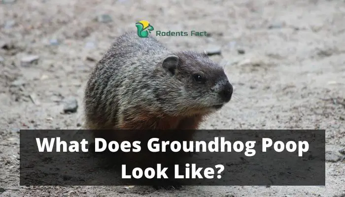 What Does Groundhog Poop Look Like? The Unknown and Weird Facts
