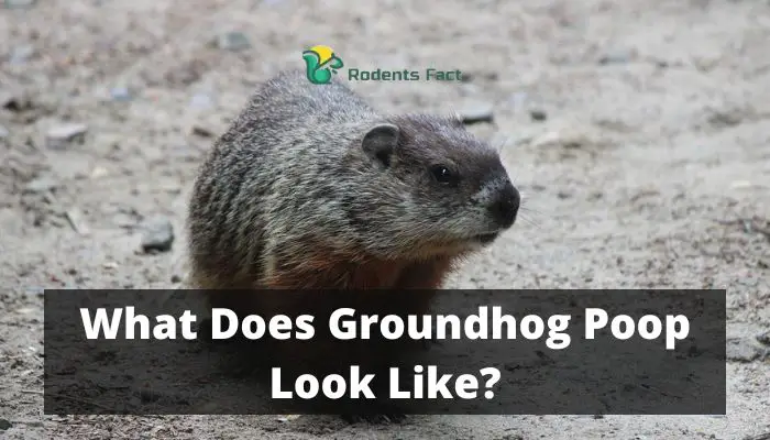 What Does Groundhog Poop Look Like