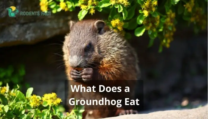 What Does a Groundhog Eat