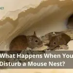 What Happens When You Disturb a Mouse Nest