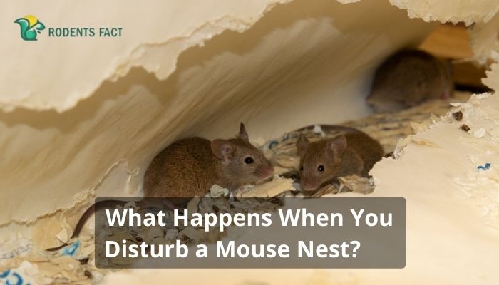 What Happens When You Disturb a Mouse Nest