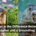 What Is the Difference Between a Gopher and a Groundhog