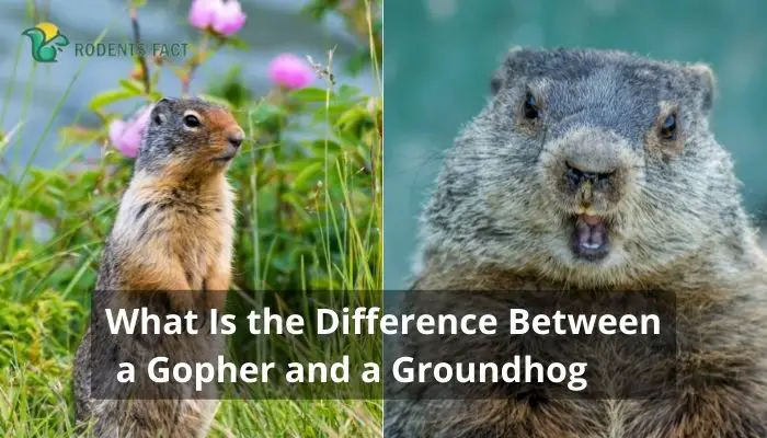 What Is the Difference Between a Gopher and a Groundhog? | Comparing Every Side