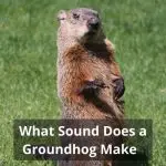 What Sound Does a Groundhog Make