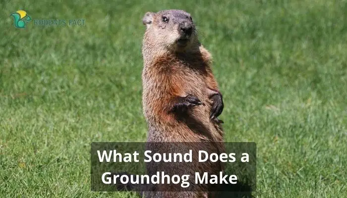 What Sound Does a Groundhog Make