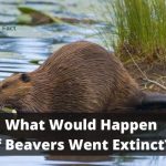 What Would Happen if Beavers Went Extinct