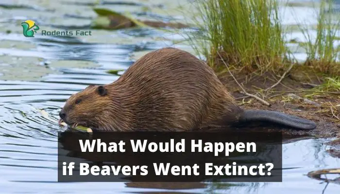 What Would Happen if Beavers Went Extinct