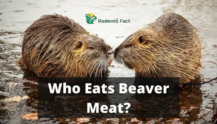 Who Eats Beaver Meat