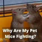 Why Are My Pet Mice Fighting