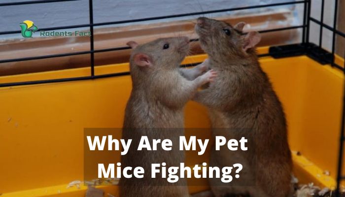Why Are My Pet Mice Fighting