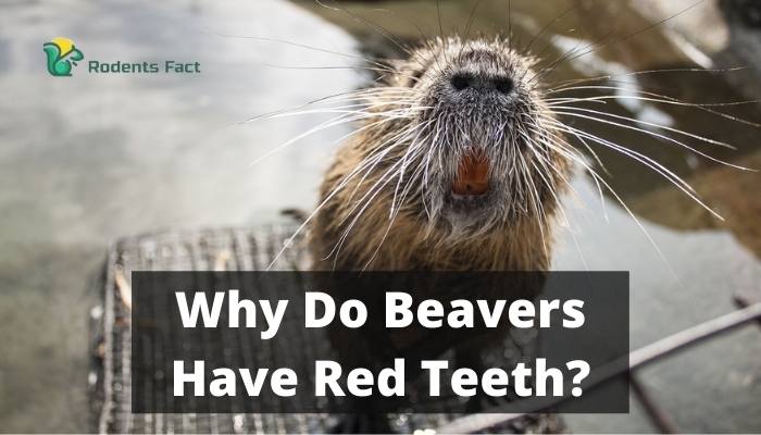 Why Do Beavers Have Red Teeth? The Noteworthy Facts Behind It