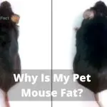 Why Is My Pet Mouse Fat