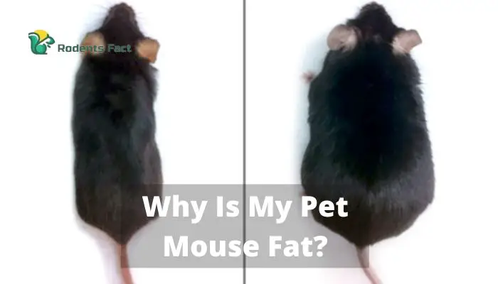 Why Is My Pet Mouse Fat? Concerning Matters About Rodent Mice Health