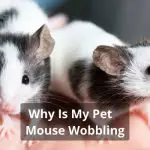 Why Is My Pet Mouse Wobbling