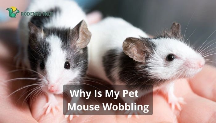 Why Is My Pet Mouse Wobbling