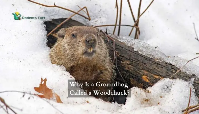 Why Is a Groundhog Called a Woodchuck