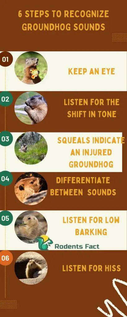  6 Steps To Recognize Groundhog Sounds