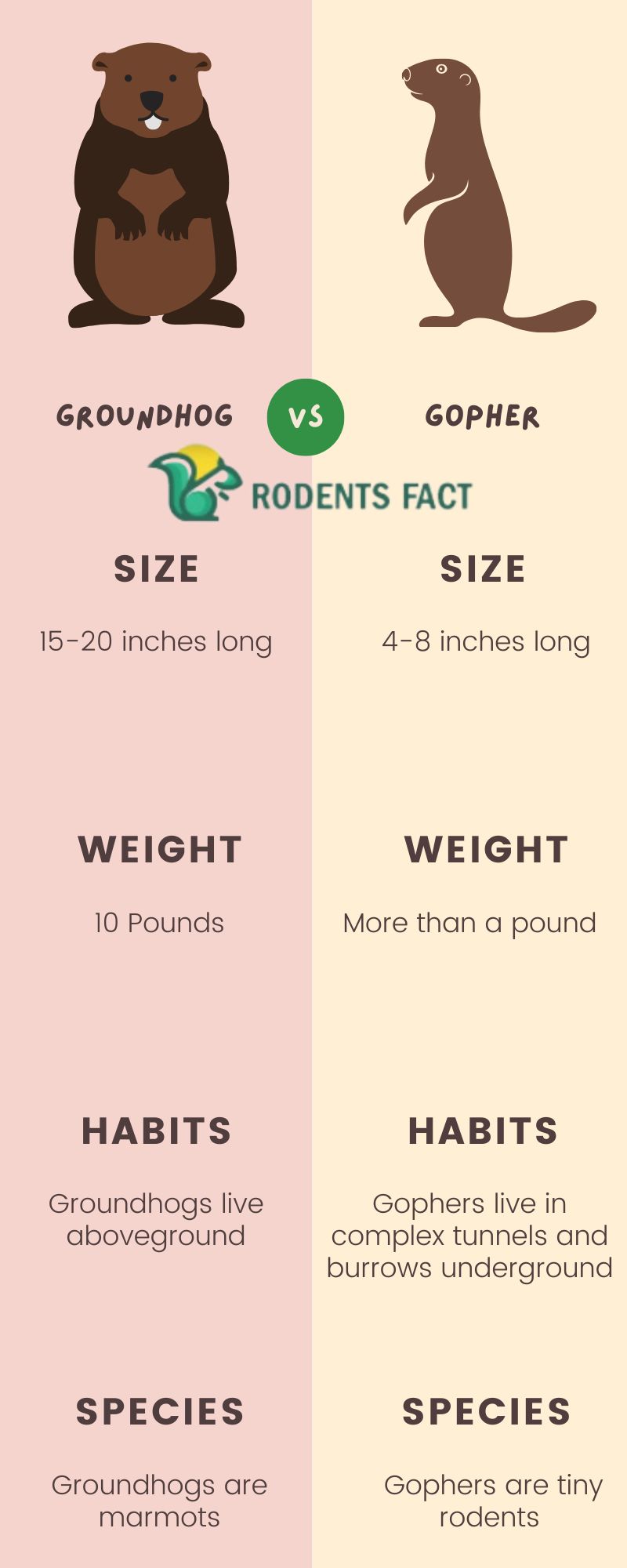 What Is the Difference Between a Gopher and a Groundhog? Comparing
