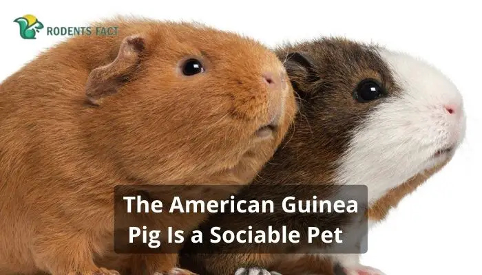 The American Guinea Pig Is a Sociable Pet